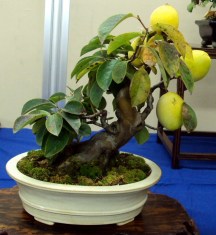 bonsai mango tree